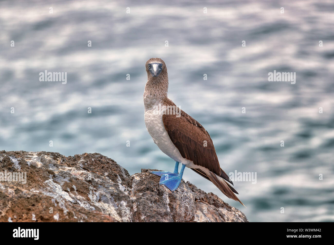 Blue footed Booby - Iconic and famous galapagos animals and wildlife. Blue-footed boobies are native to the Galapagos Islands, Ecuador, South America. Stock Photo