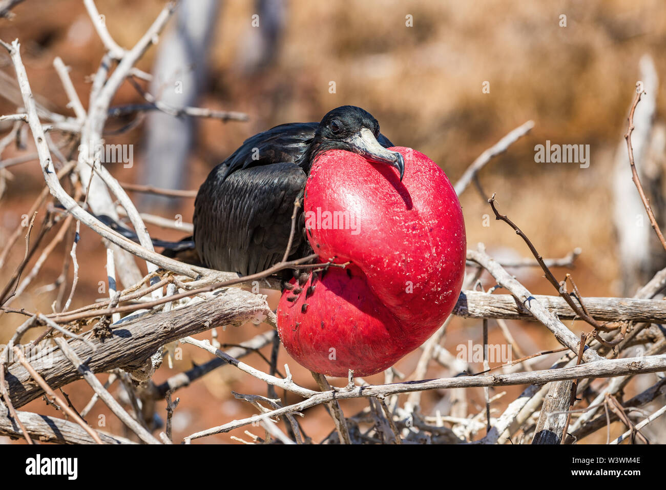 Frigatebird on Galapagos islands. Magnificent Frigate-bird on North Seymour Island, The Galapagos Islands. Male frigate bird with inflated red neck gular pouch (thoat sac) attracting females. Stock Photo