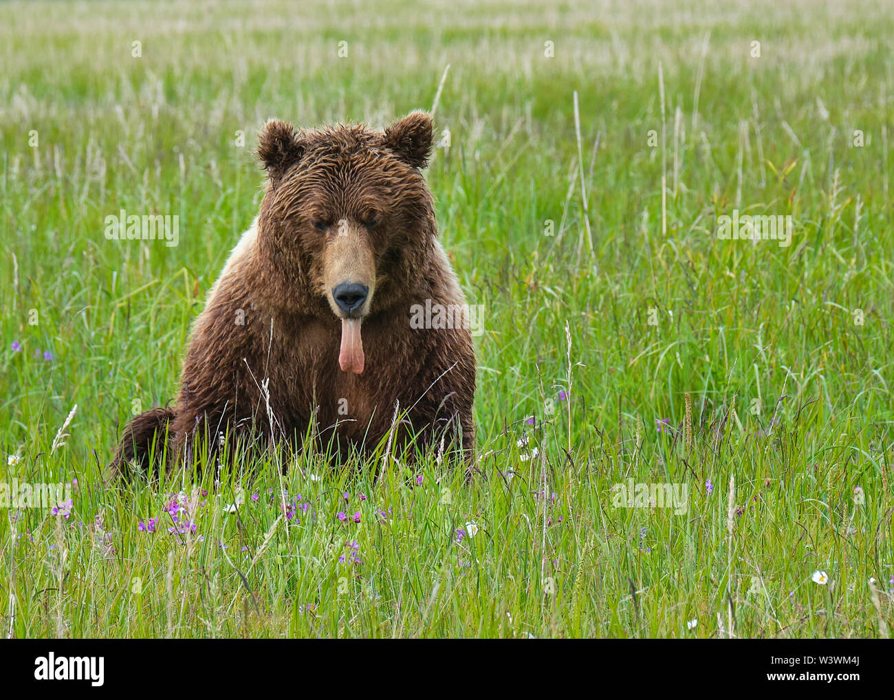 An Alaskan Brown Bear Sits in a Field of Flowers with his Tongue Out Stock  Photo - Alamy, image size:1300x1018