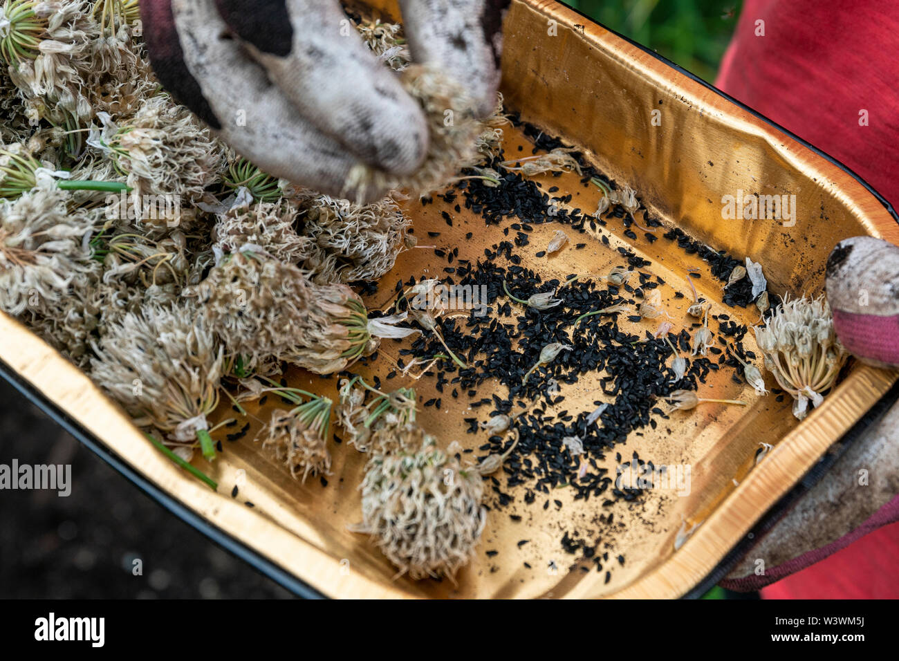 Close up of women pulling seeds from the flowers of chives to plant in her vegetable garden. Stock Photo