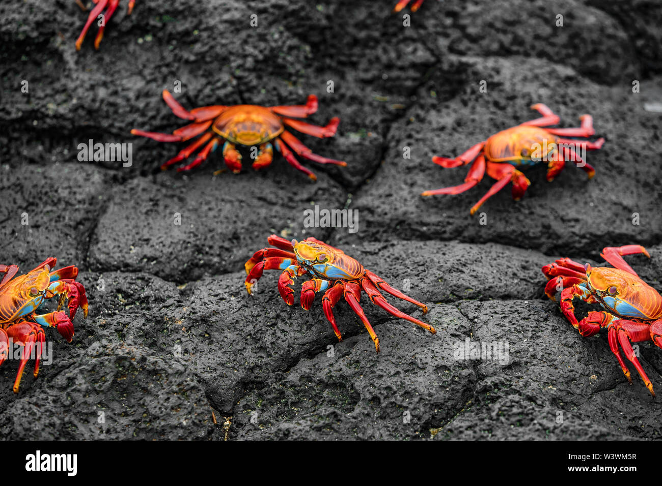 Sally Lightfoot Crabs on Galapagos Islands eating on rock. AKA Graspus Graspus and Red Rock Grab. Wildlife and animals of the Galapagos Islands, Ecuador. Famous iconic animal in Galapagos. Stock Photo