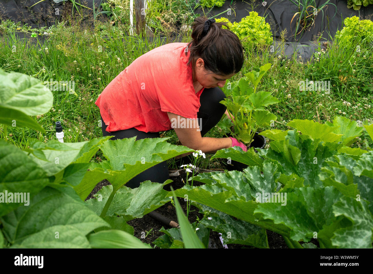Mid length view of a women working in her backyard vegetable garden. Stock Photo