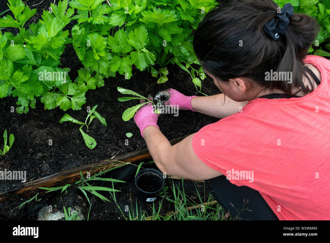 Rear view of a women working in her backyard vegetable garden. Stock Photo