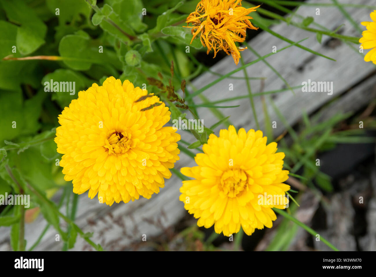 Bright yellow flowers bloom in a backyard vegetable garden. Stock Photo