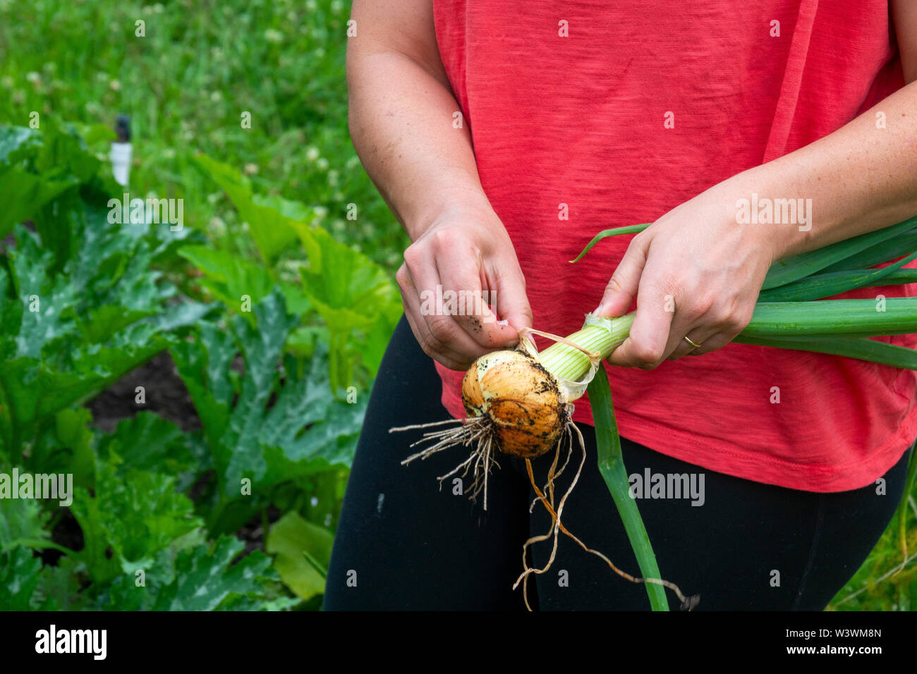A women peels the outer layer of an onion in her backyard vegetable garden. Stock Photo