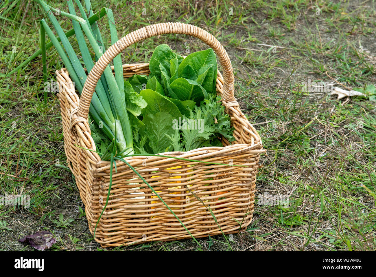 Fresh vegtables from a backyard garden are harvested and in basket to be enjoyed. Stock Photo