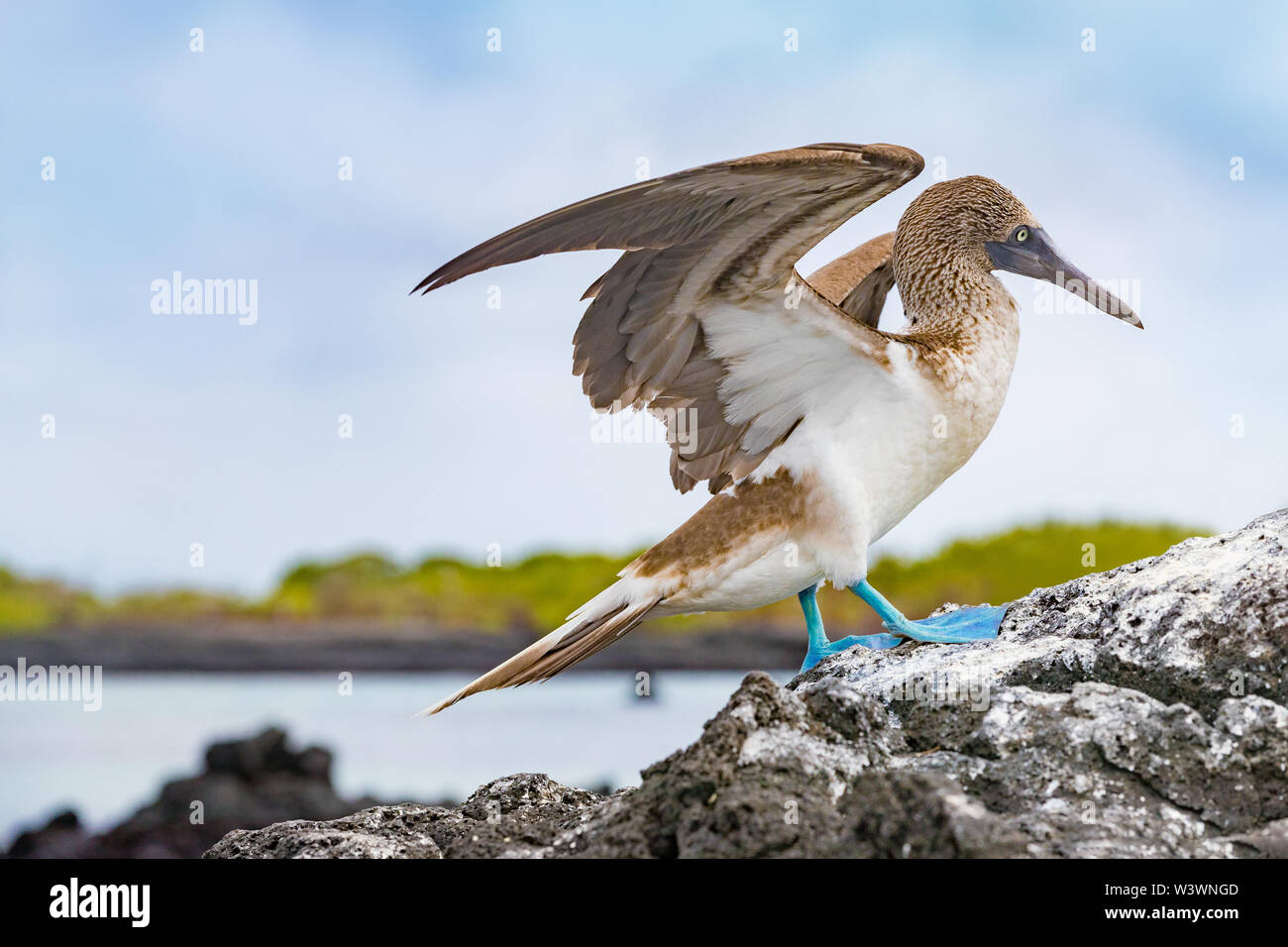 Galapagos animals. Blue-footed Booby - Iconic and famous galapagos animals and wildlife. Blue footed boobies are native to the Galapagos Islands, Ecuador, South America. Stock Photo
