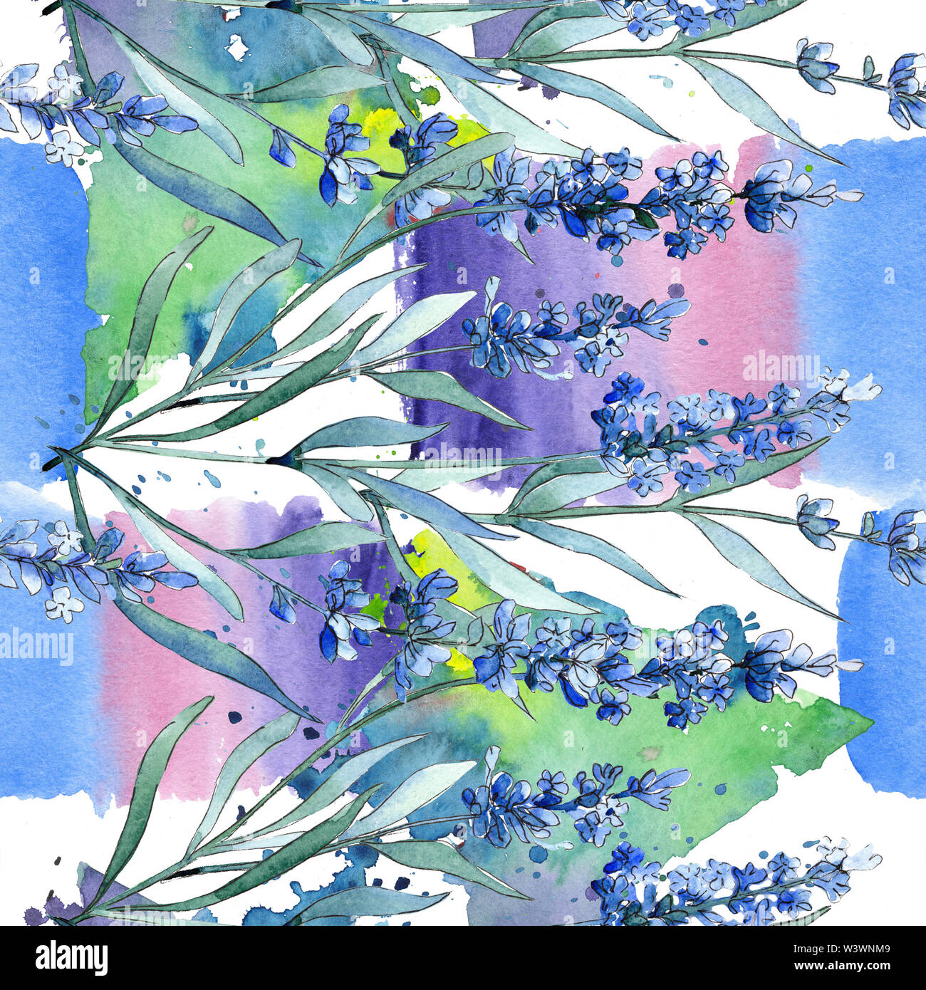 Blue lavender floral botanical flowers. Watercolor background ...