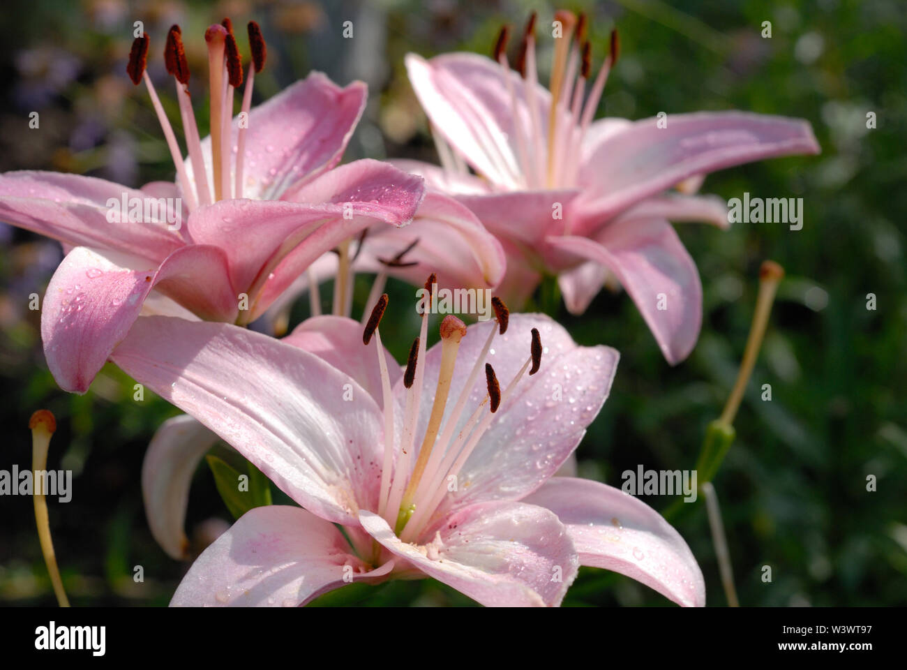 Pink lilies bloom in the summer garden Stock Photo Alamy