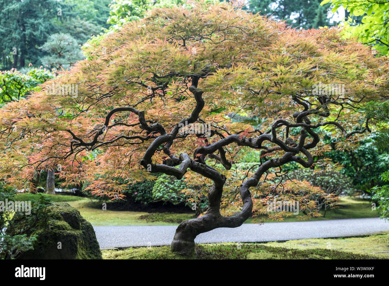 Colorful Bonsai Tree, Japanese Garden in Washington Park, Portland
