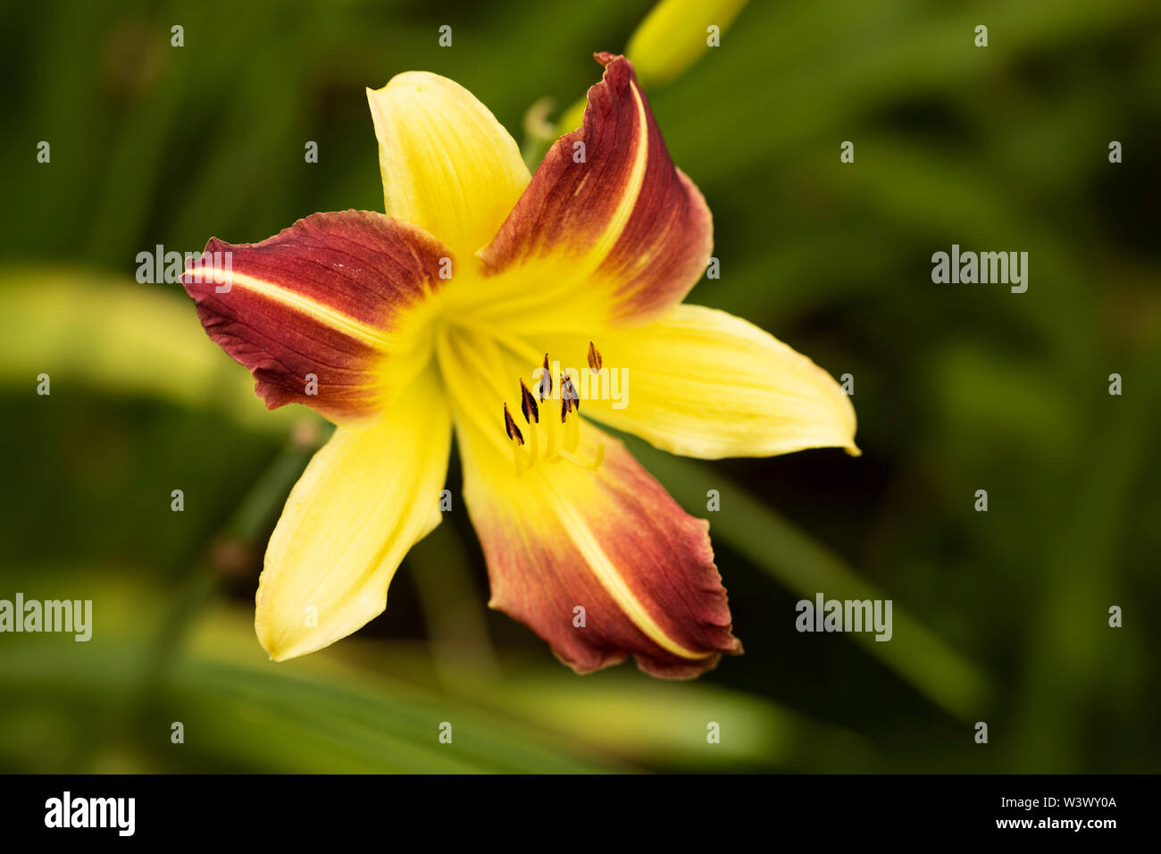A red and yellow Hemerocallis daylily hybrid in variety Jean, blooming in a summer garden. Stock Photo