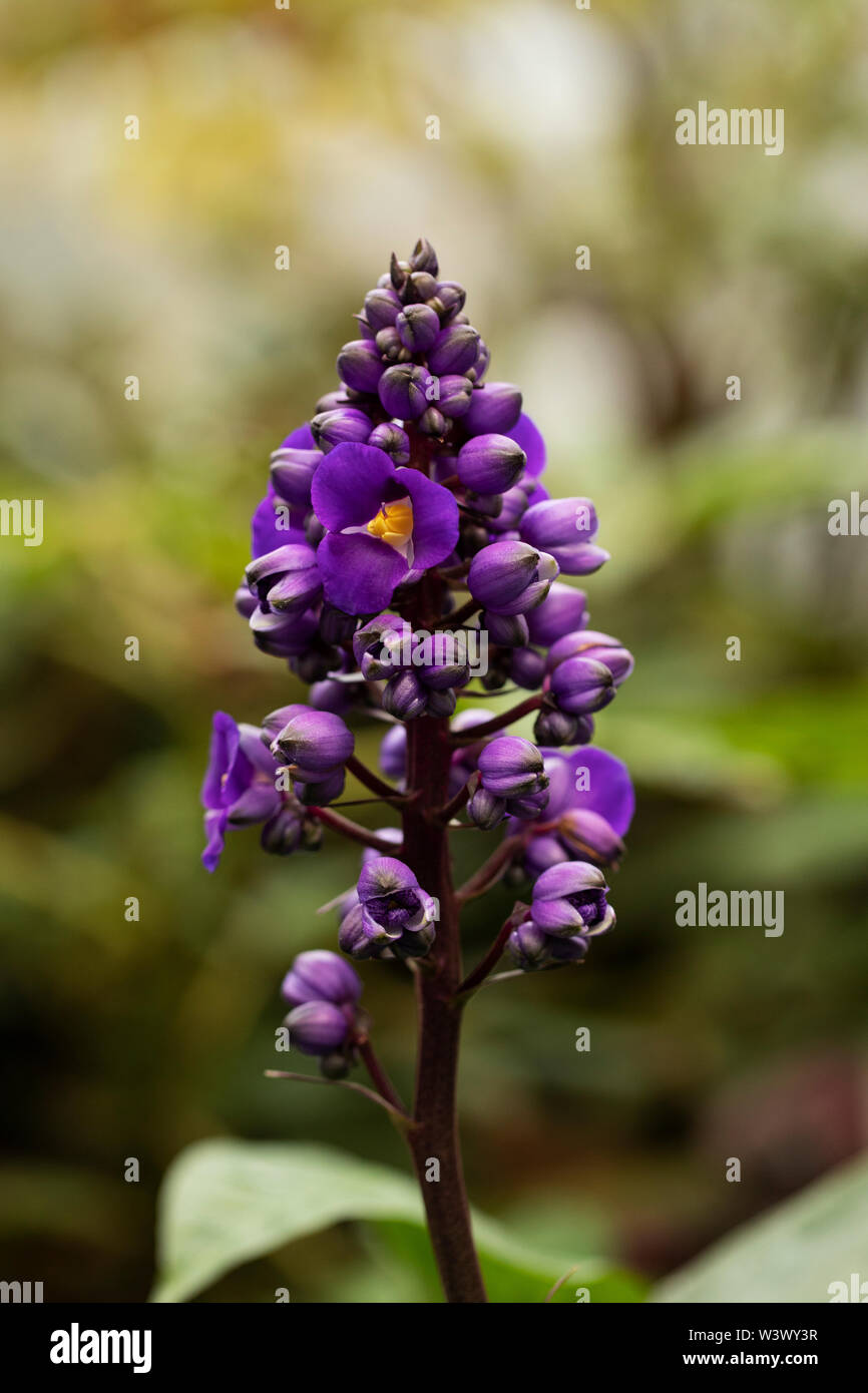 Dichorisandra thyrsiflora or blue ginger, a species of tropical flowering plant in the spiderwort genus Tradescantia, native to the tropical Americas. Stock Photo