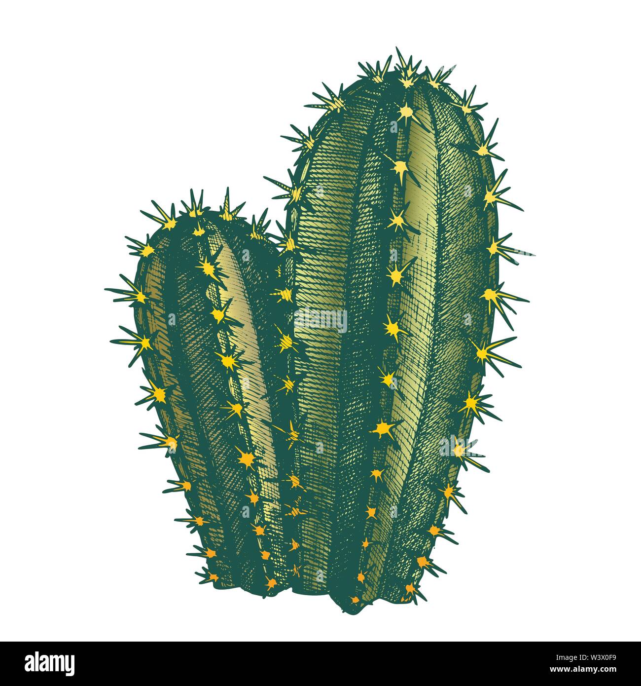 Color Cereus Hildmannianus Cactus Hand Drawn Vector Stock Vector