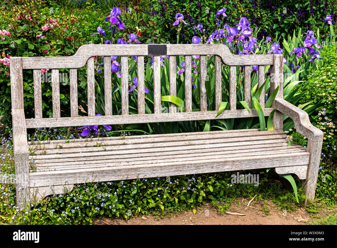 Purple Irises and Pink Roses Surround a Weathered Park Bench in a garden, complementing each other in lovely harmony. Stock Photo