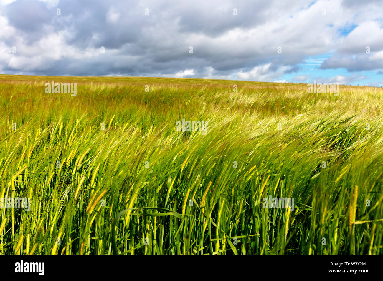 Corn field in the wind near Stonehaven, Aberdeenshire, Scotland, Great Britain Stock Photo