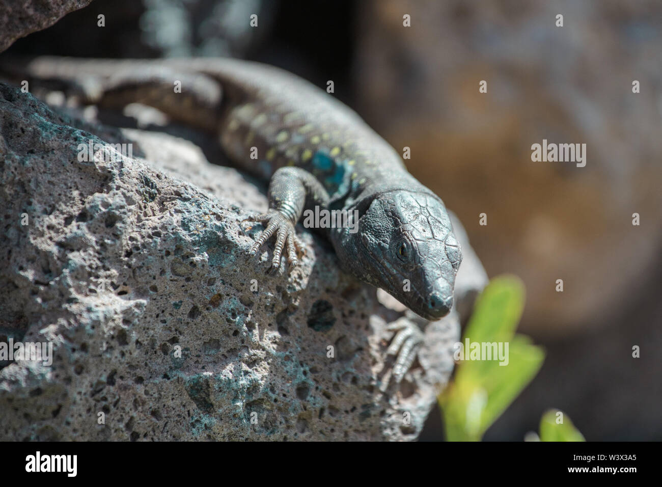 Lizard close up. Wild nature and animal background. Wildlife, reptile Stock Photo