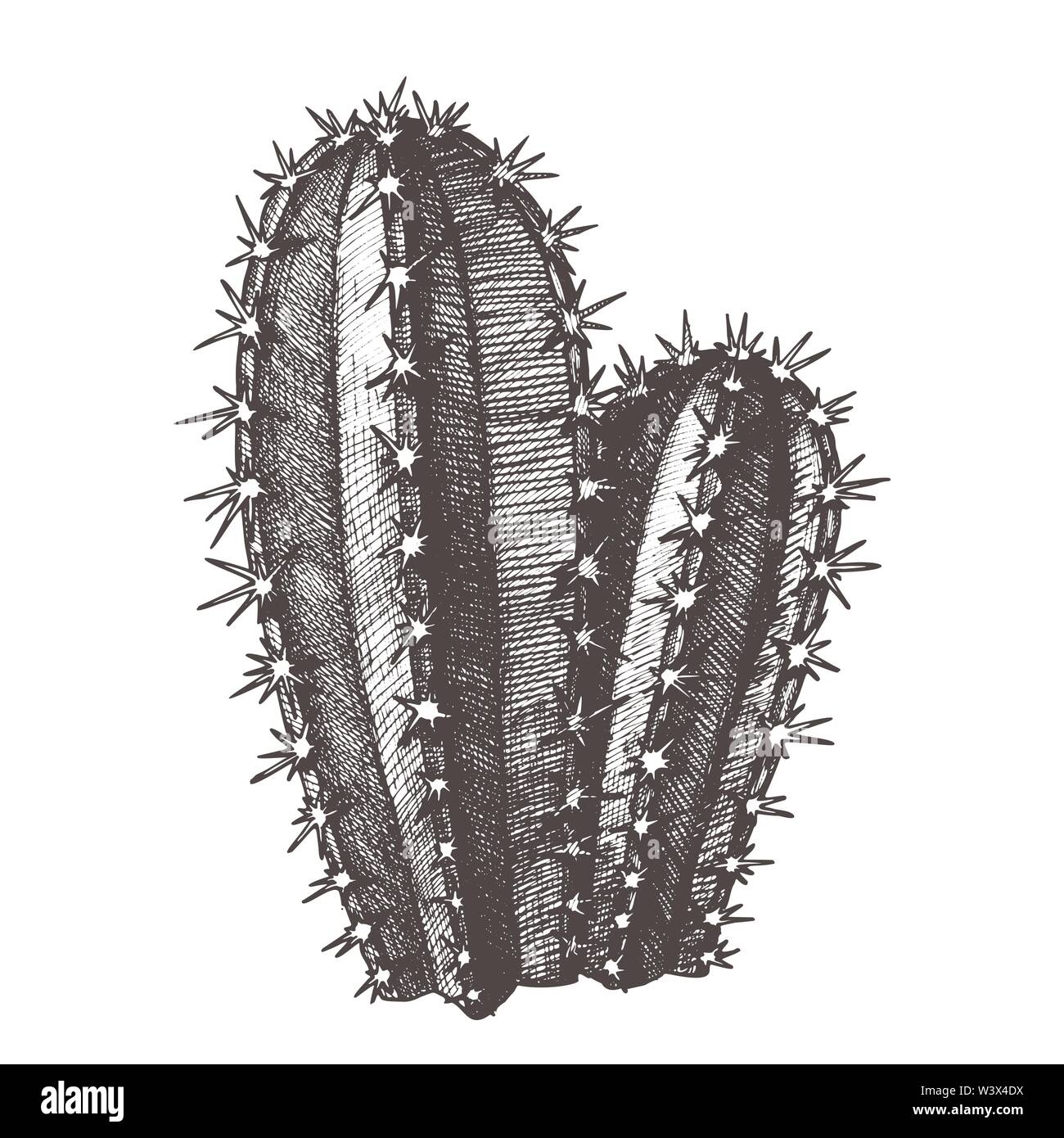 Cereus Hildmannianus Cactus Hand Drawn Vector Stock Vector