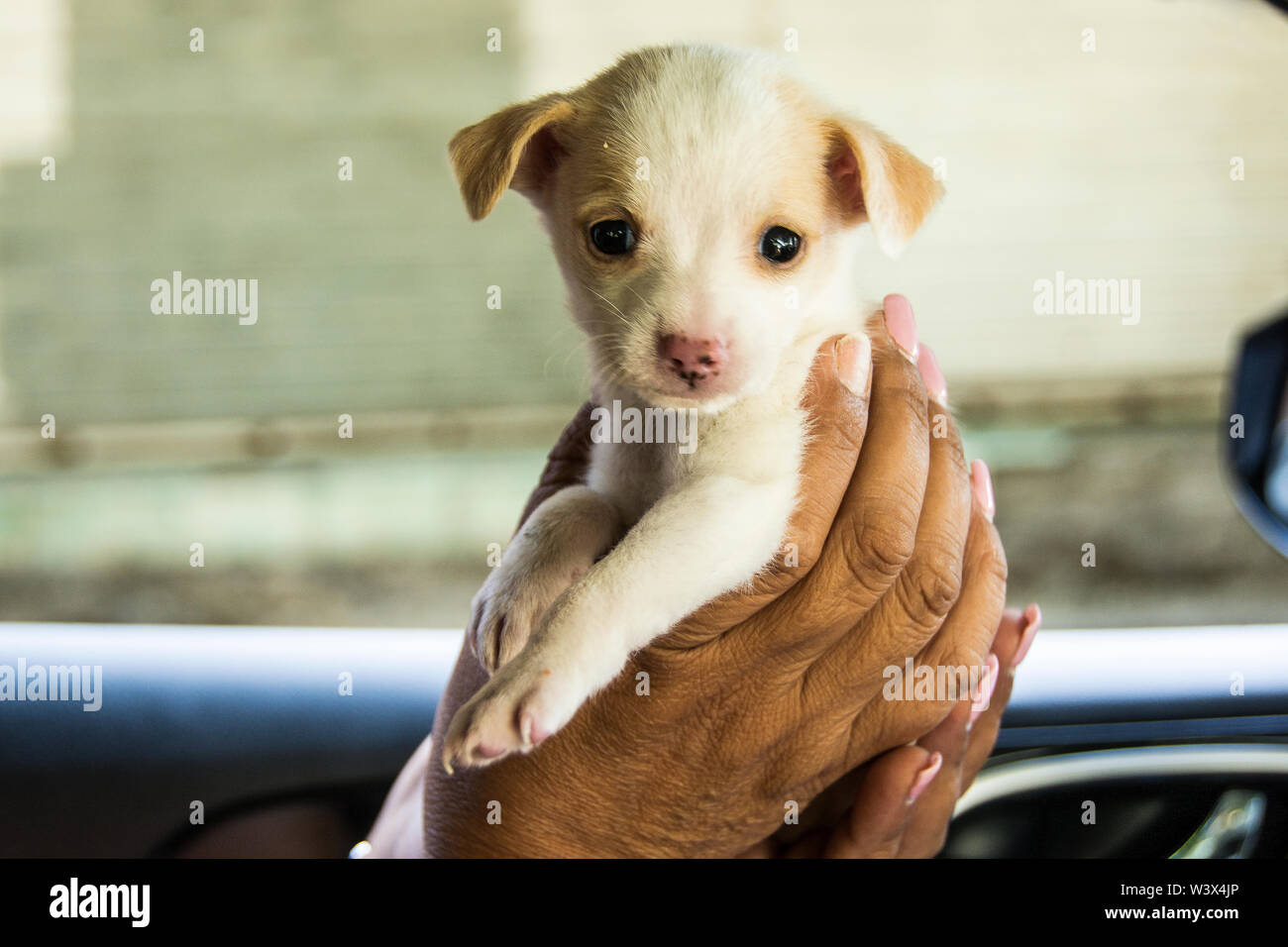 A woman crossing the Mexican border towards the US, is offered a puppy to  buy from a Mexican vender Stock Photo - Alamy