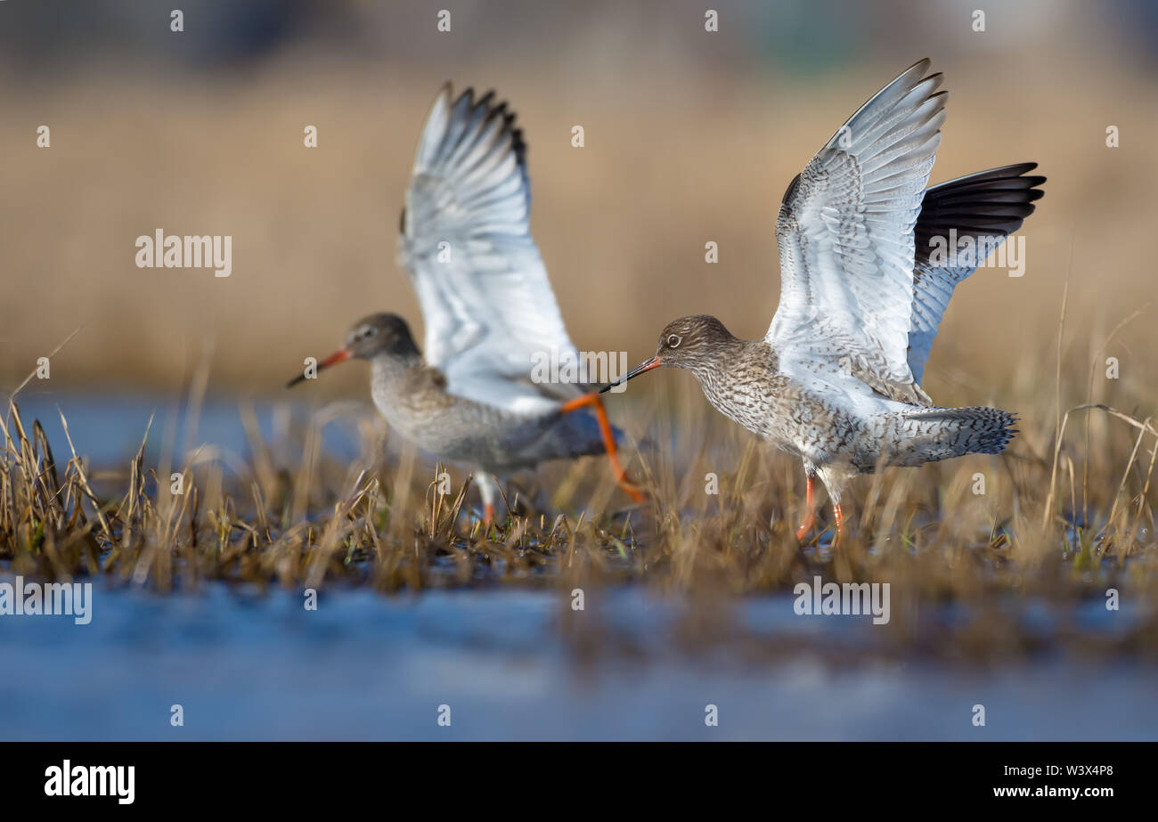 Family couple of common redshanks with elevated wings together walk in spring water pond with low grass Stock Photo