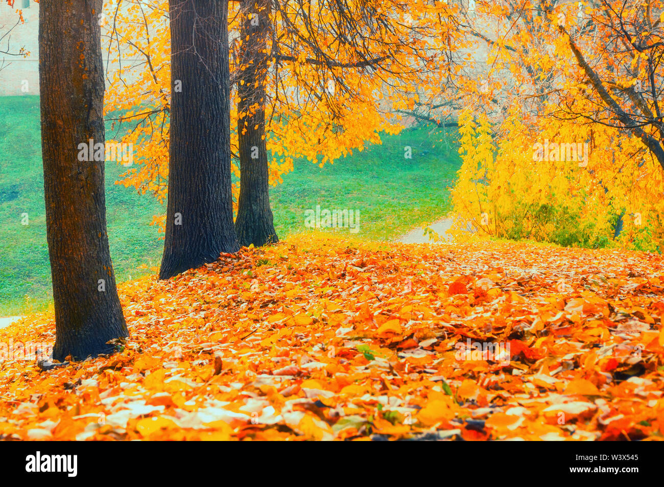 Autumn landscape golden colorful park trees and fallen autumn leaves