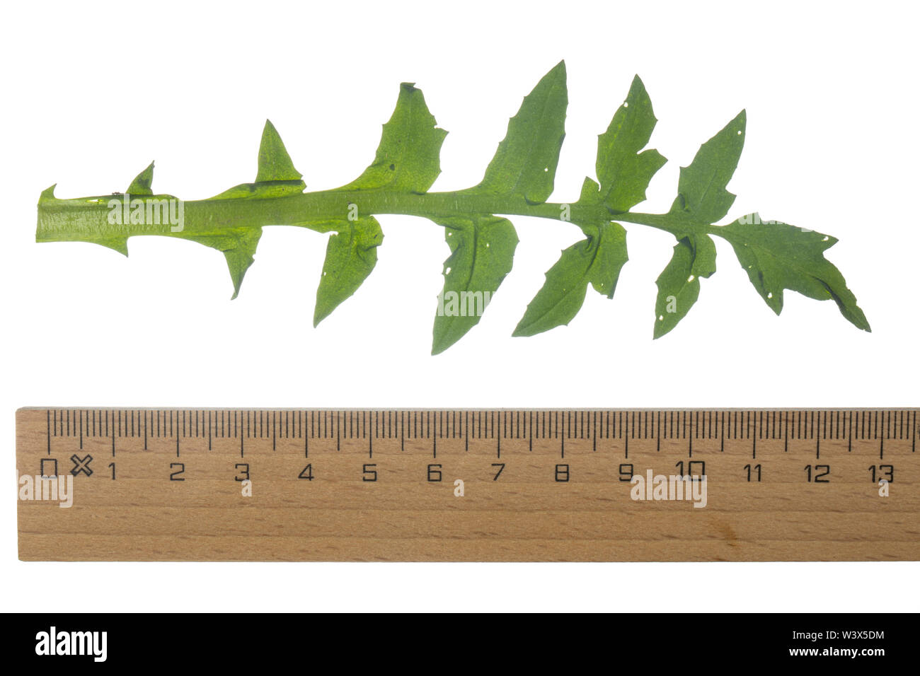 Hirtentäschelkraut, Hirtentäschel-Kraut, Hirtentäschel, Grundblatt, Capsella bursa-pastoris, Shepherd´s Purse. Blatt, Blätter, leaf, leaves Stock Photo