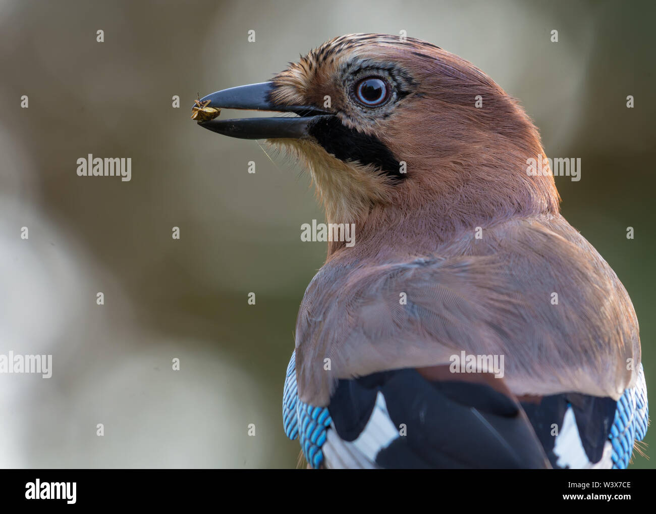 Eurasian jay close portrait posing with a stinky bug in the beak Stock Photo