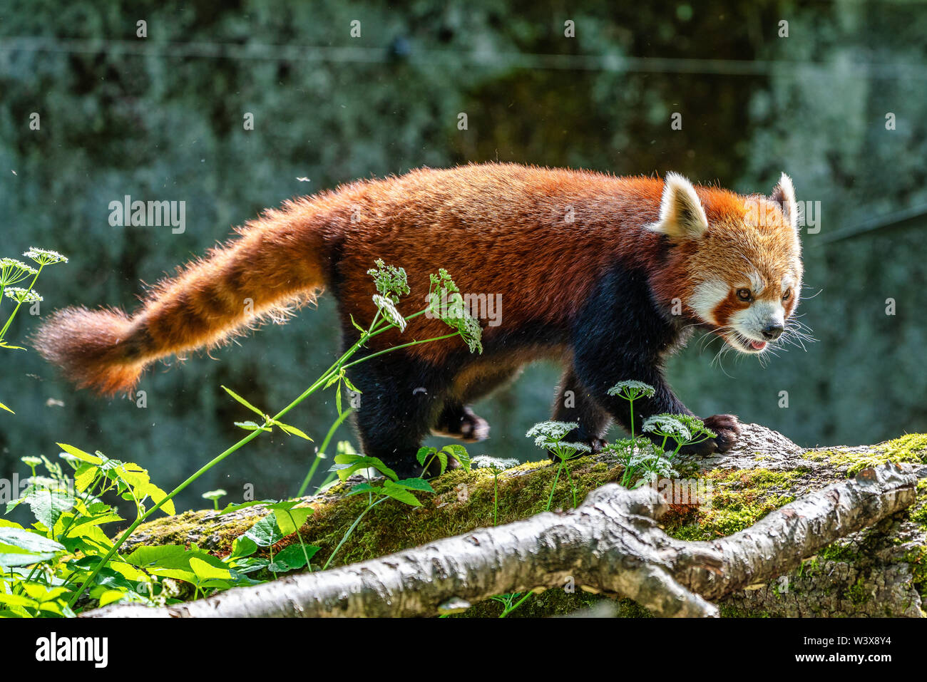 The red panda, Ailurus fulgens, also called the lesser panda Stock ...