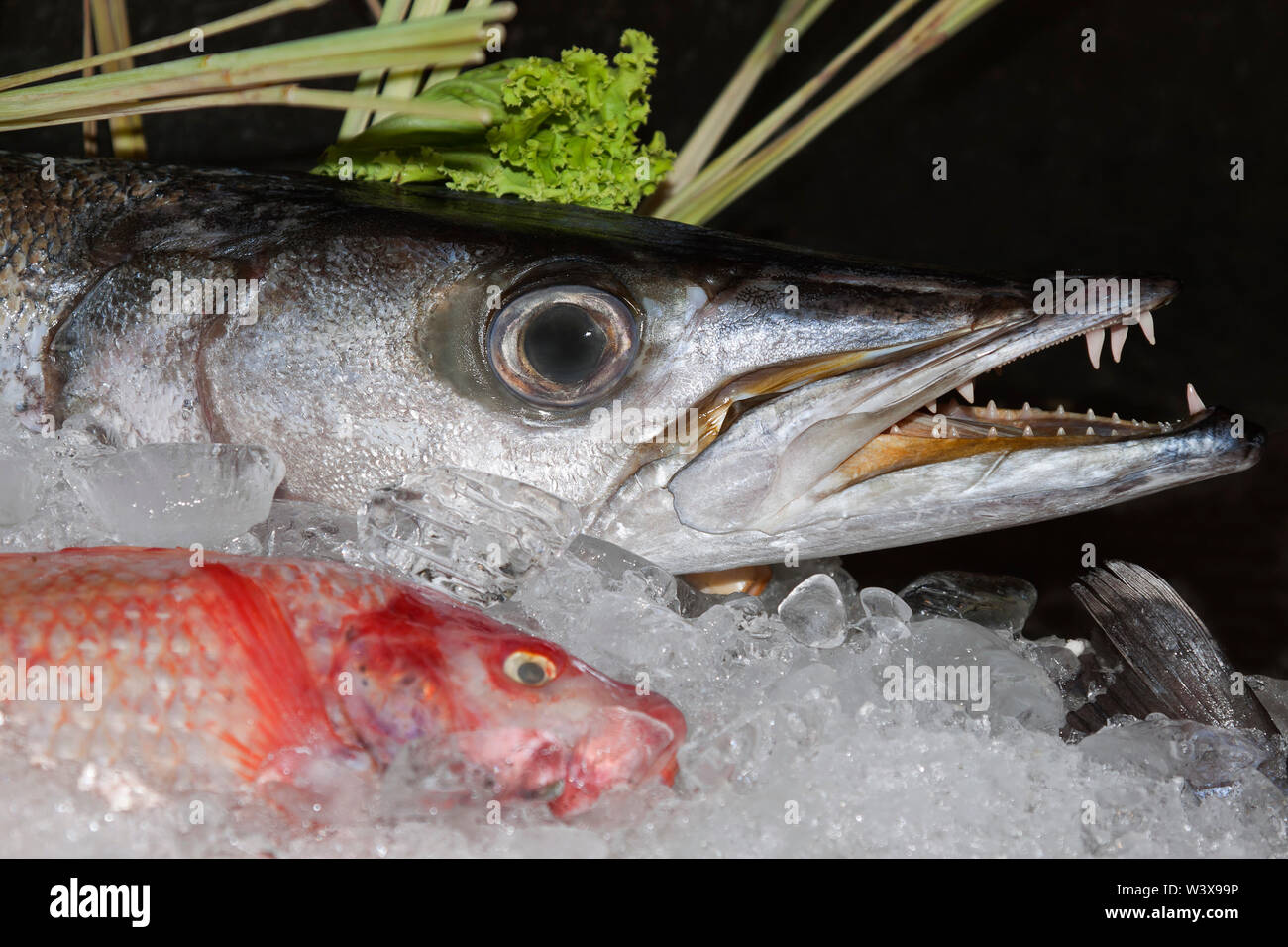 Barracuda, a large, predatory rayfinned fish Stock Photo Alamy