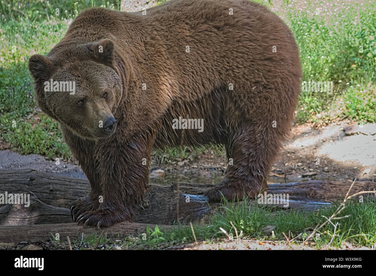 big brown bear Stock Photo