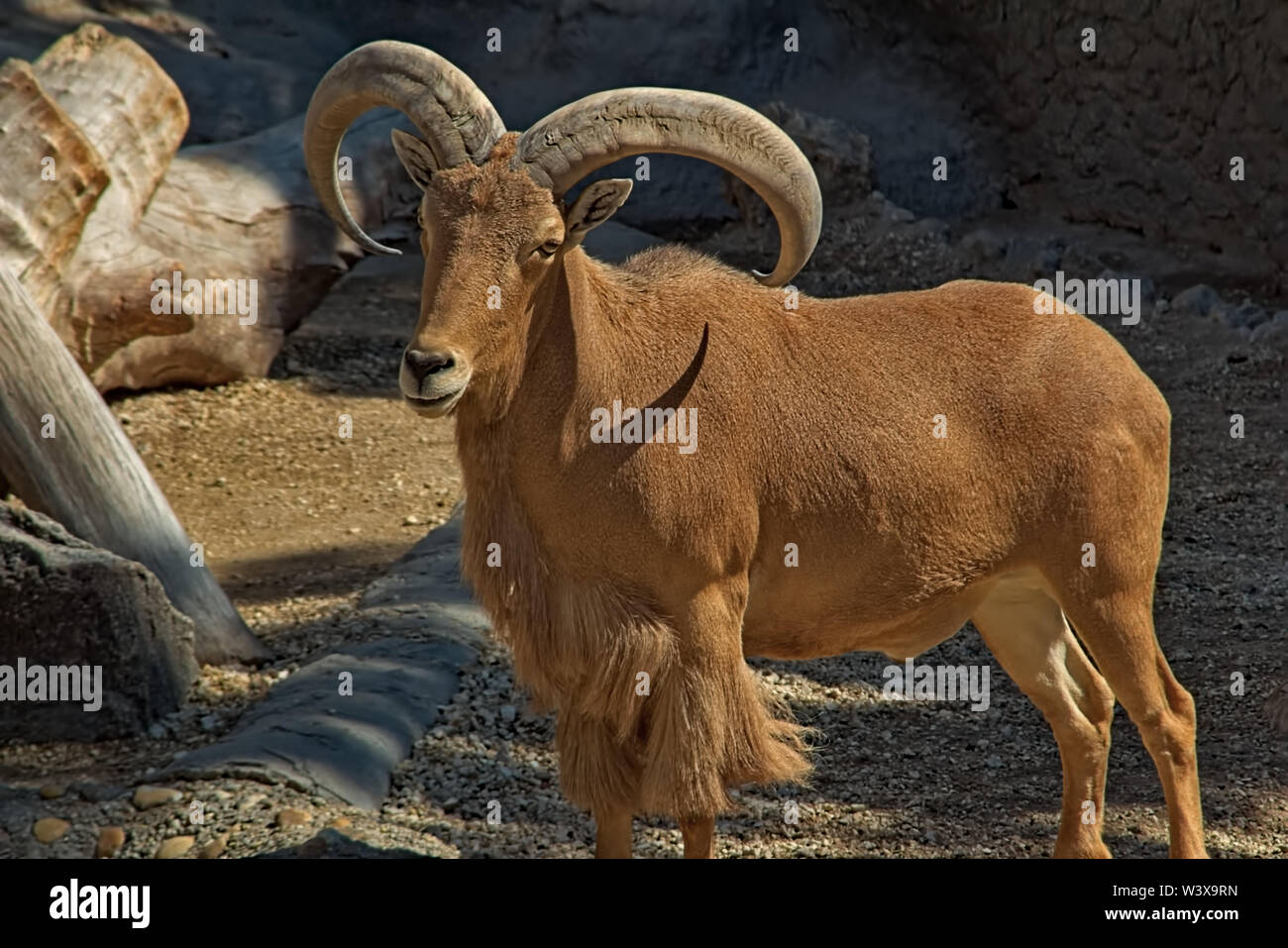 Libyan barbary sheep Stock Photo