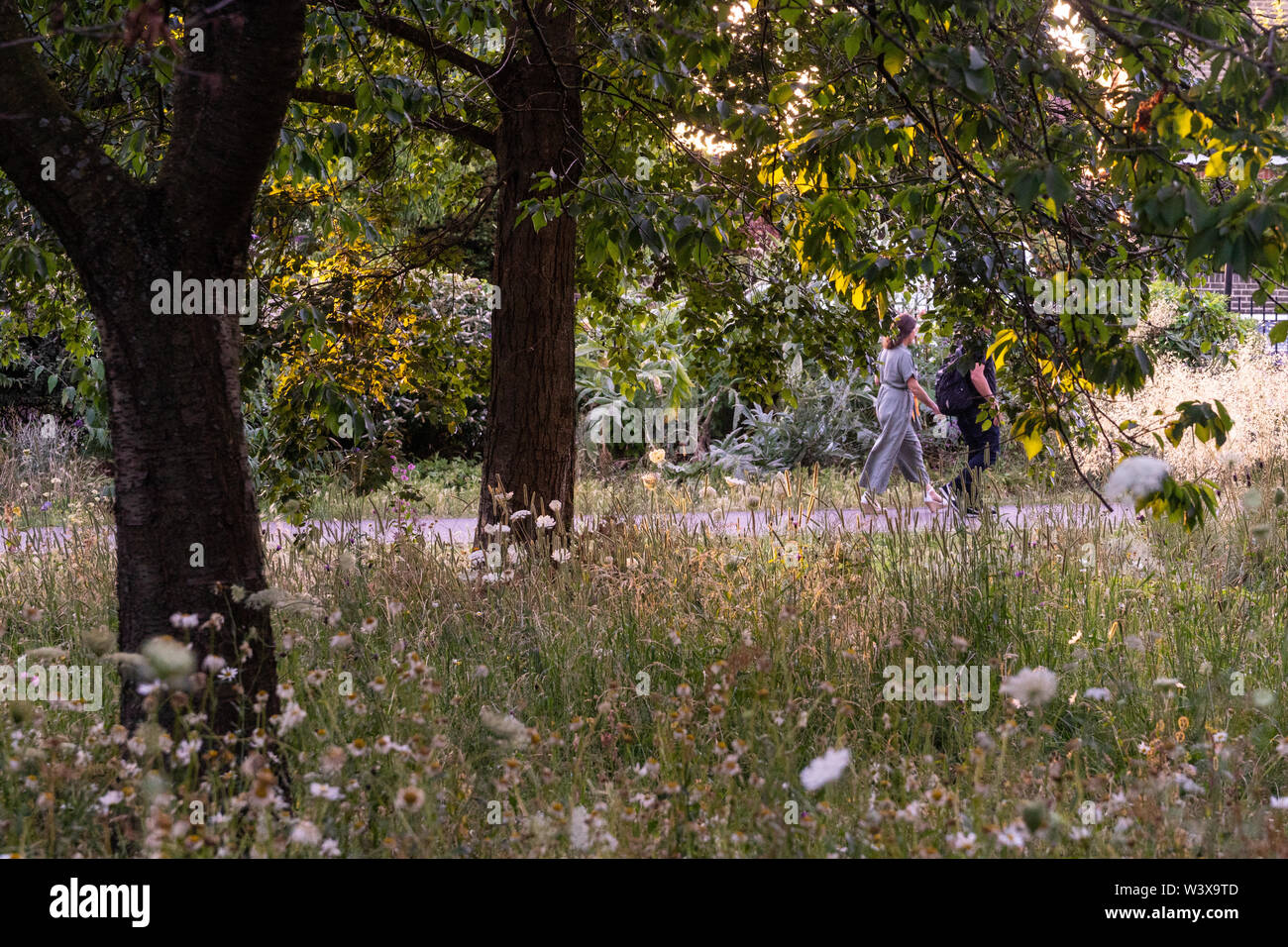 Wild flowers in Lammas Park in Ealing, London, on a sunny summers day. Photo date: Monday, July 15, 2019. Photo: Roger Garfield/Alamy Stock Photo