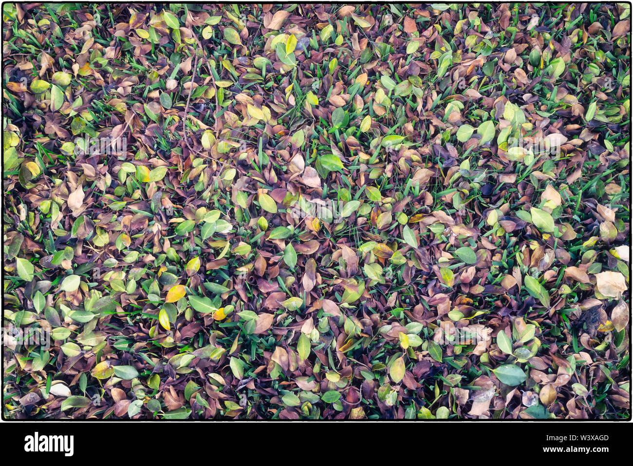 Carpet of leaves on ground. Stock Photo