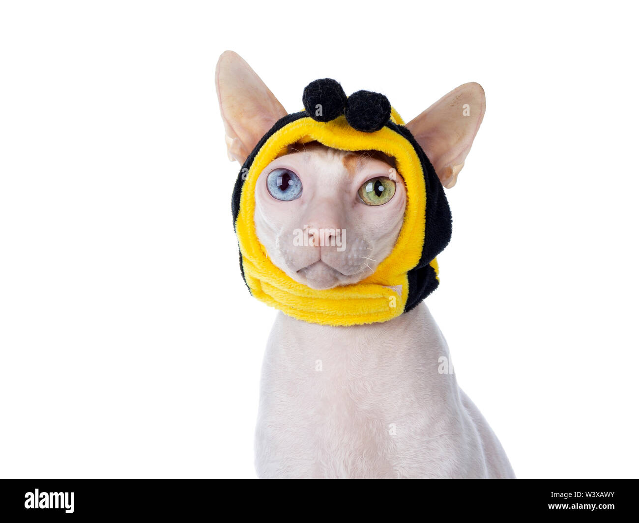 Funny head shot of odd eyed Cornish Rex cat, wearing bee mask and