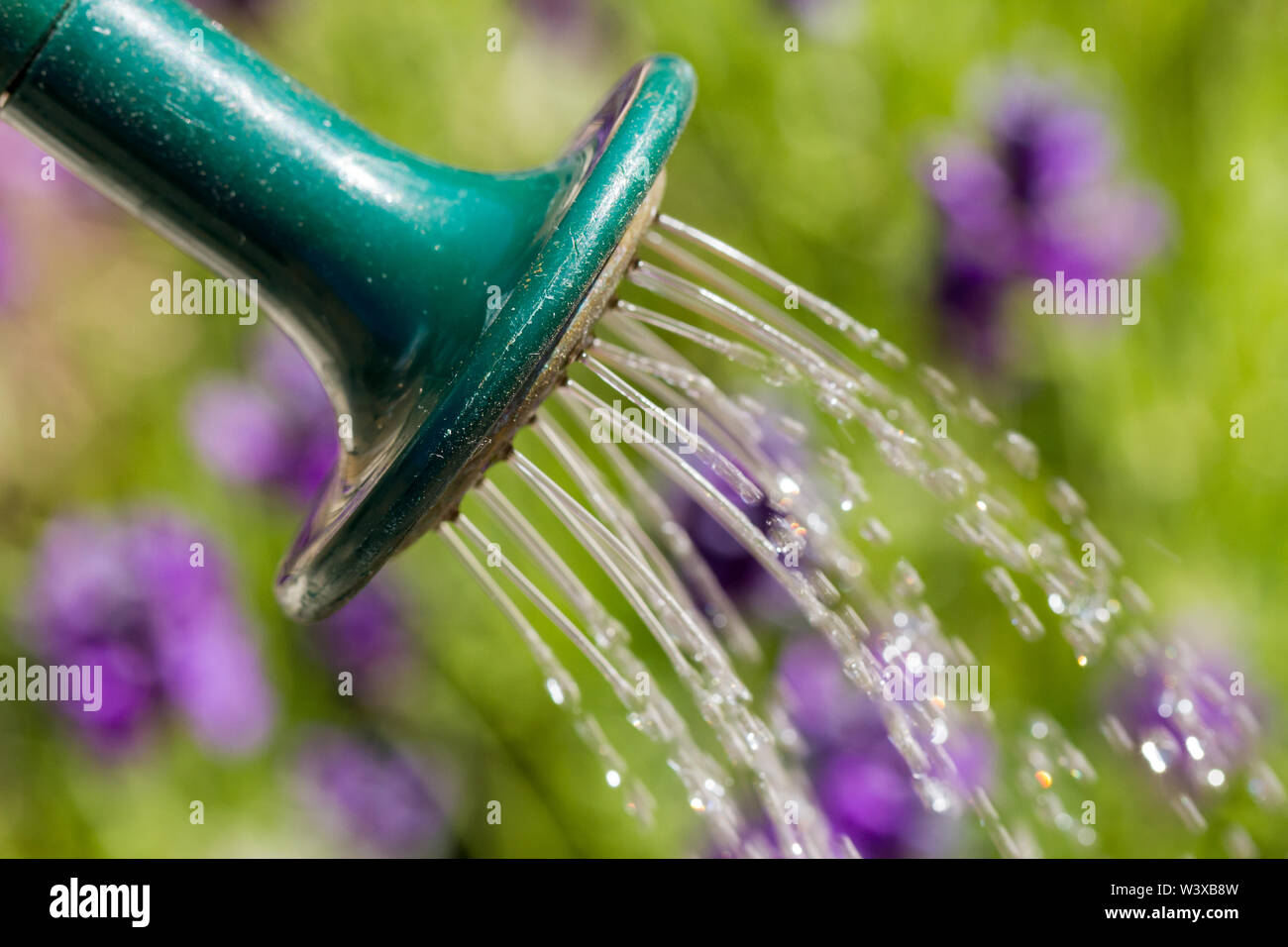 Closeup of watering can used to water the garden. United Kingdom Stock Photo