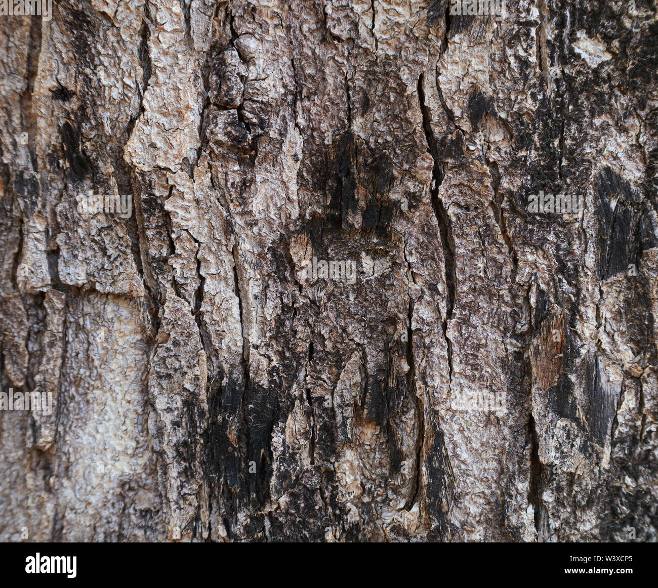 Close-up view of tree bark Stock Photo