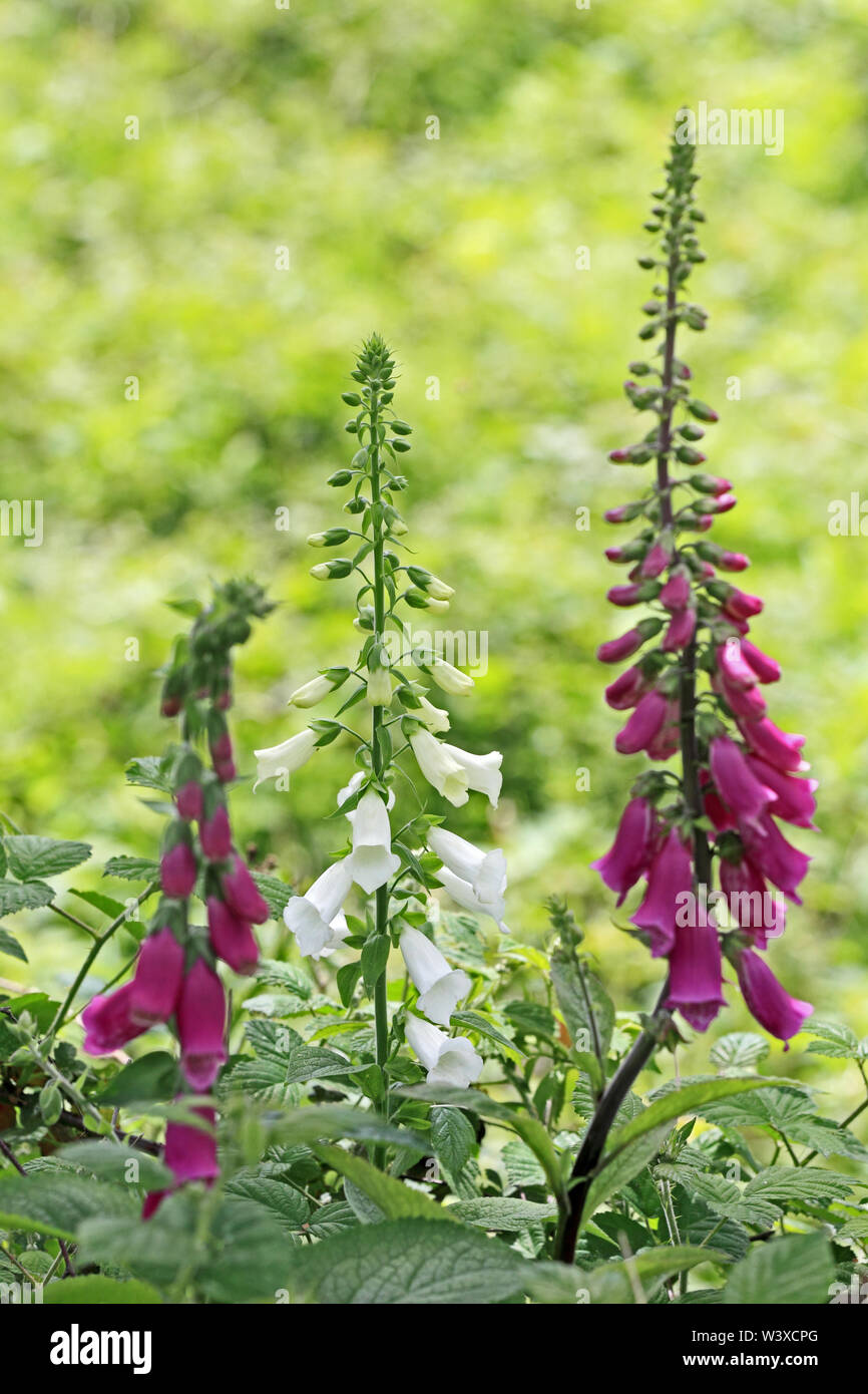 Foxgloves, Digitalis purpurea, growing wild Stock Photo Alamy
