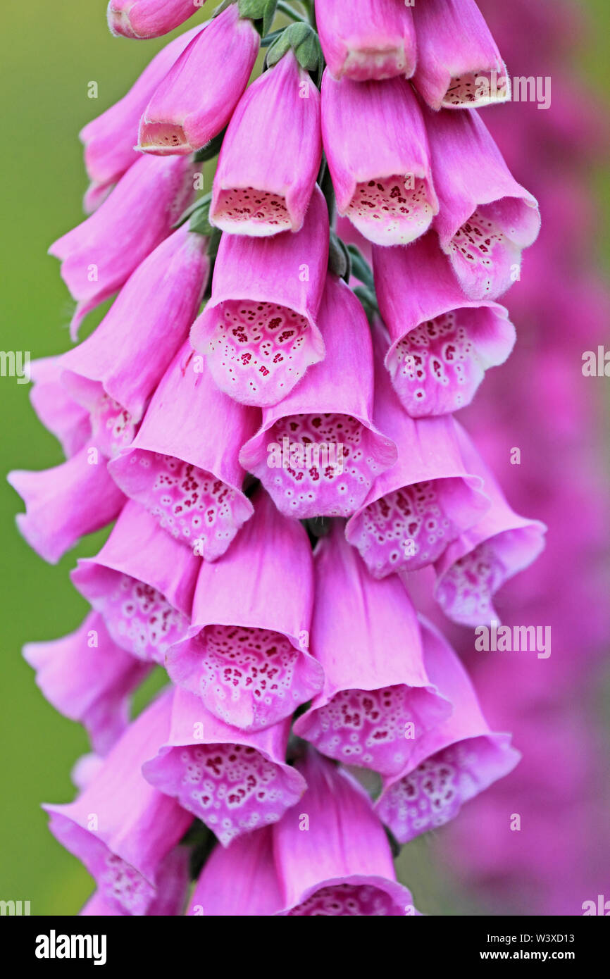 Purple Foxgloves, Digitalis purpurea Stock Photo - Alamy