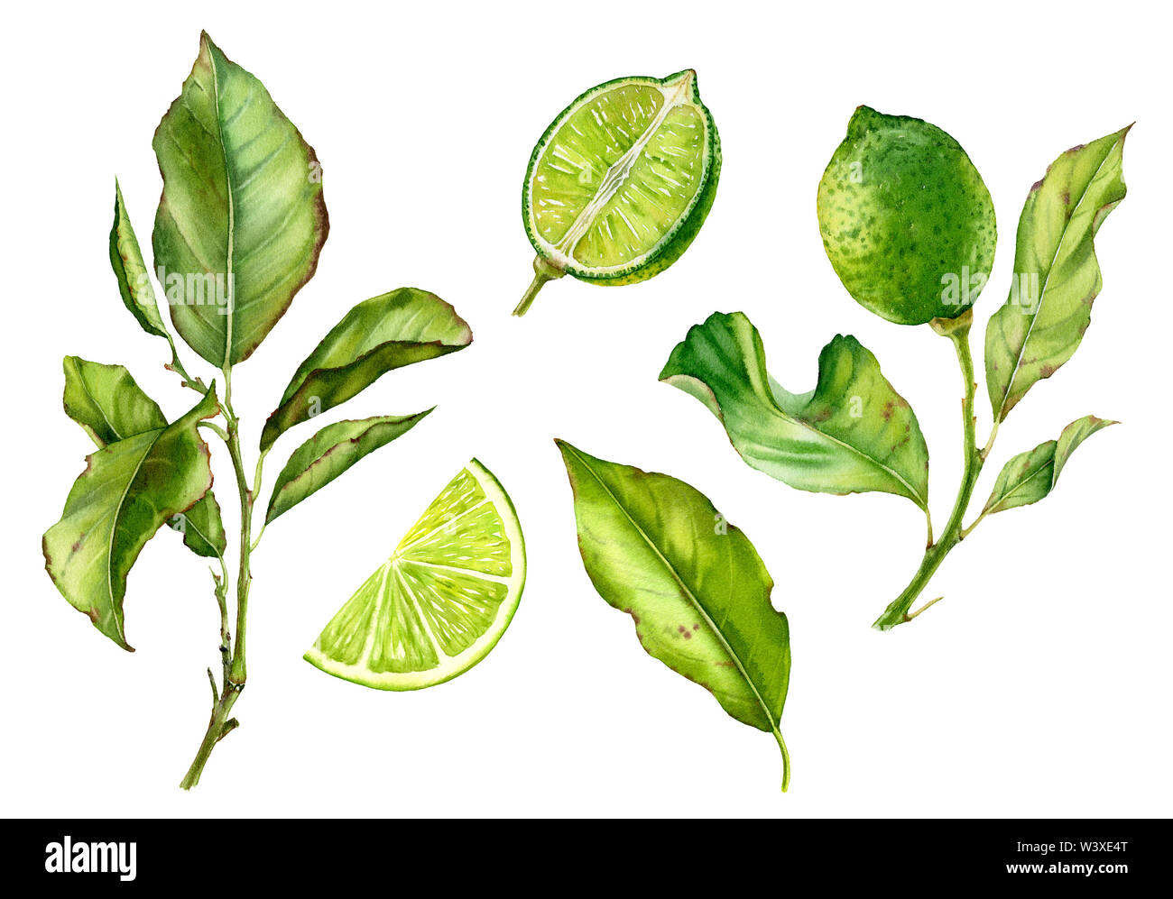 Sweet lime tree hires stock photography and images Alamy