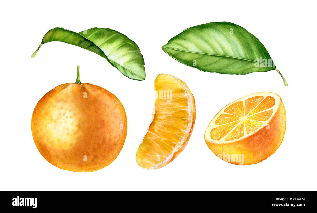Watercolor Botanical illustration orange fruits with leaves Stock Photo