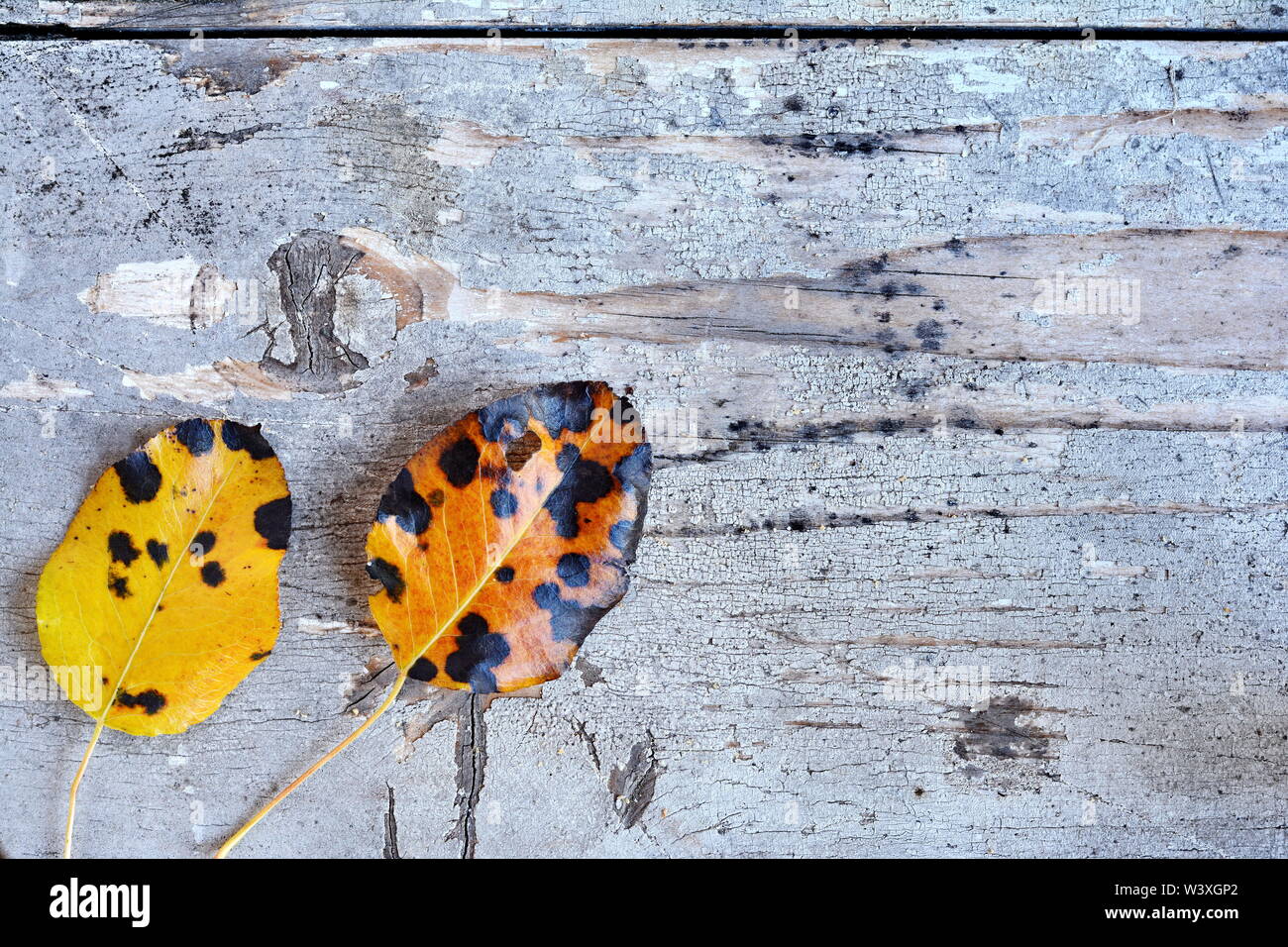 Autumn background with colorful fall leaves on rustic wooden table with ...