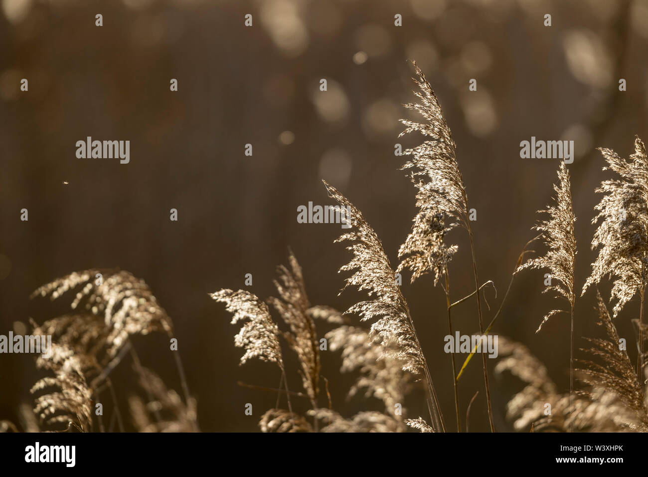 Reeds; Backlit; Winter; UK Stock Photo