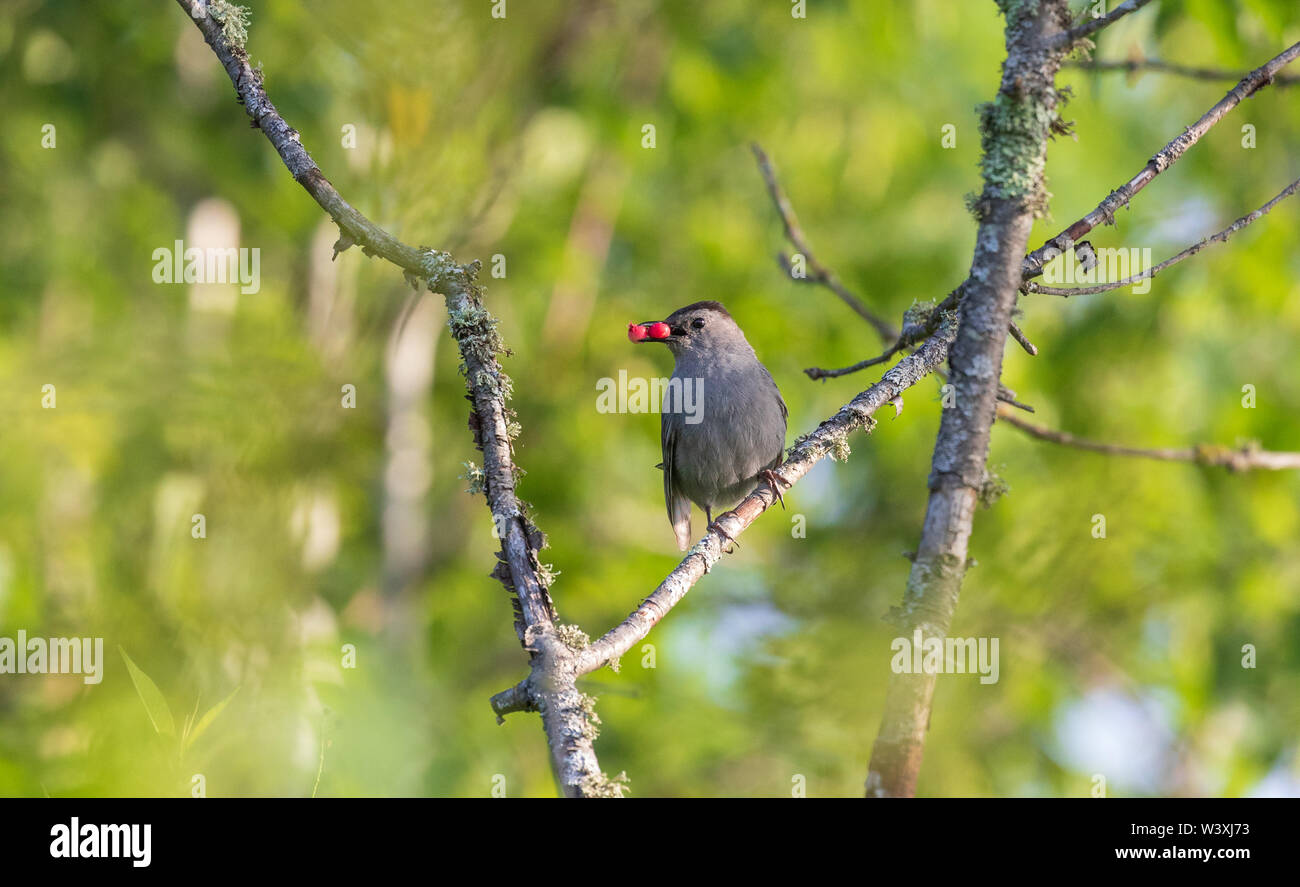 Cat eating bird hires stock photography and images Alamy