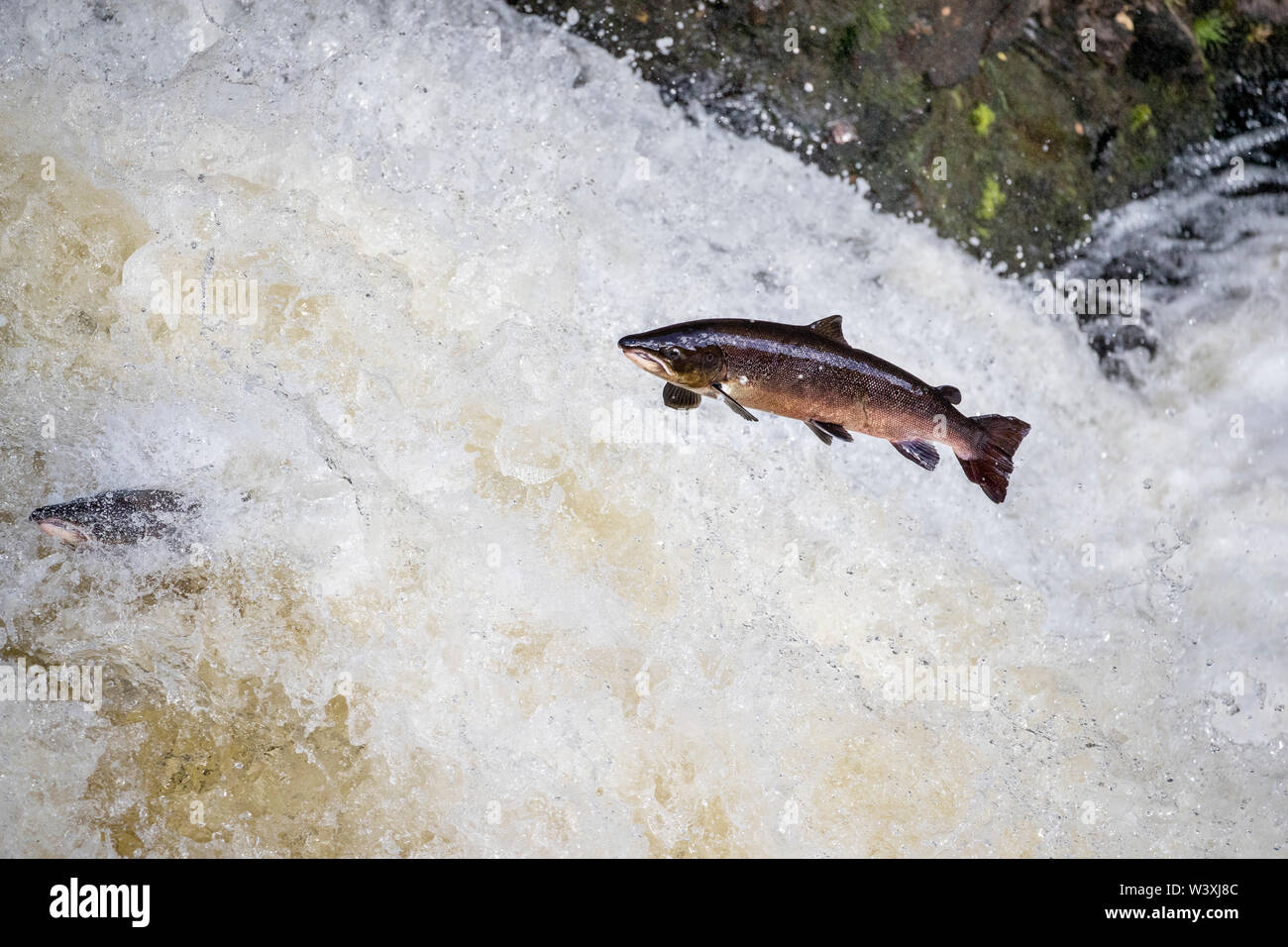 Salmon; Salmo salar; Leaping; Falls of Shin; Scotland; UK Stock Photo