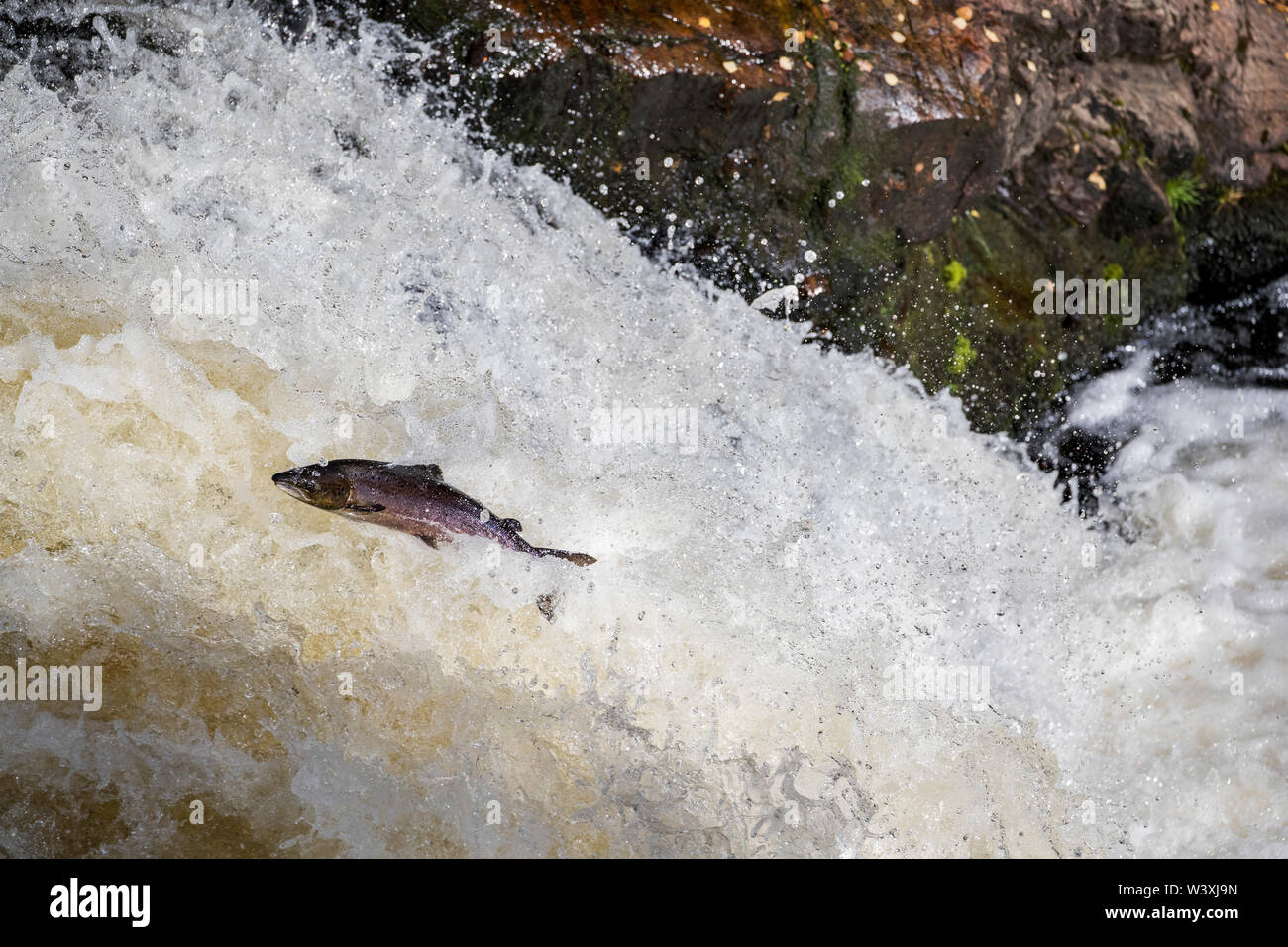 Salmon; Salmo salar; Leaping; Falls of Shin; Scotland; UK Stock Photo Alamy