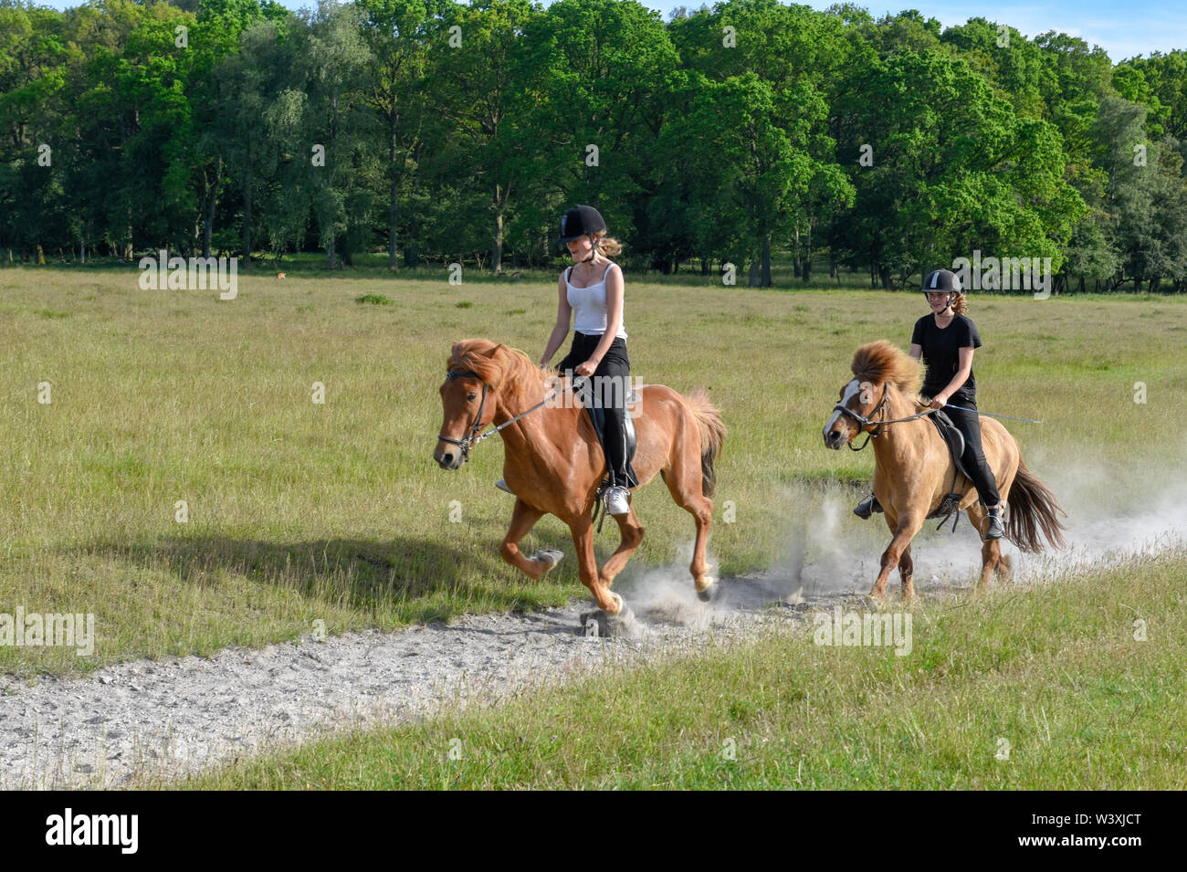 Copenhagen Denmark - 24 June 2019: two girls riding galloping horses on a natural park of Copenhagen in Denmark Stock Photo