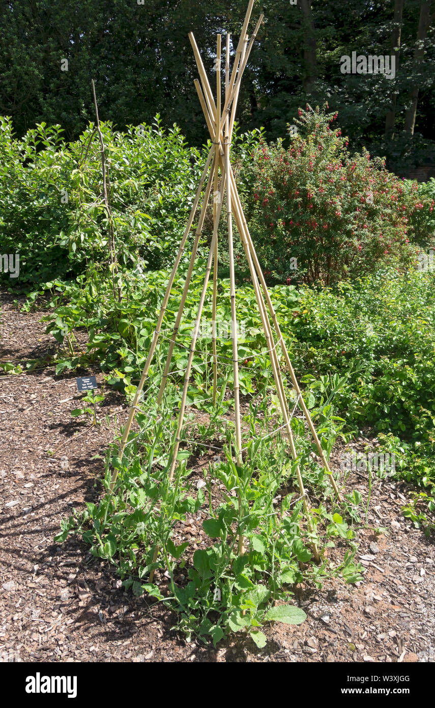 Bamboo canes supporting sweet pea (lathyrus odoratus) plants growing on an allotment in summer