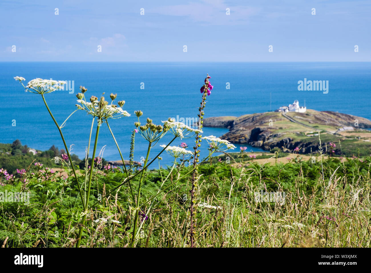 View to Point Lynas / Trwyn Eilian and coast with Cow parsley and wildflowers in summer. Llaneilian, Isle of Anglesey, north Wales, UK, Britain Stock Photo