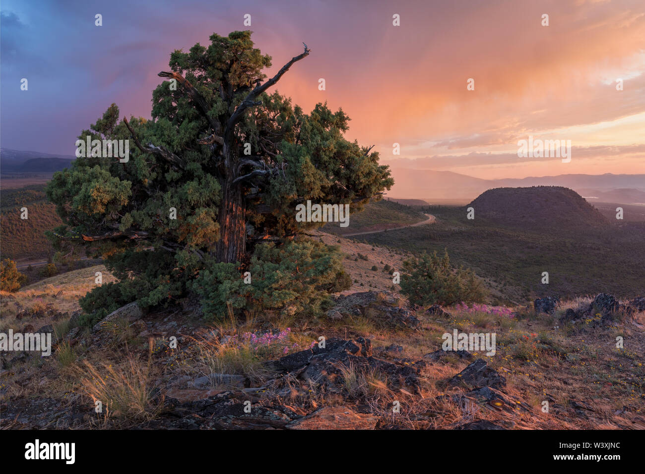 Landscape with lonely tree and dark and colorful stormy sky. Pine tree ...