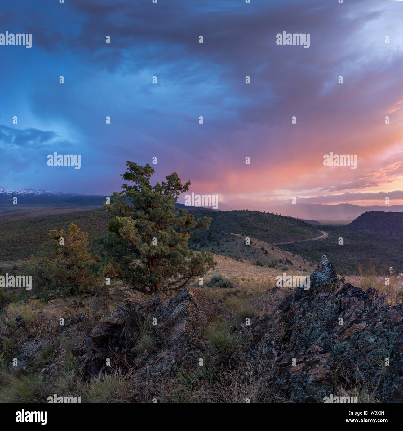 Landscape with lonely tree and dark and colorful stormy sky. Pine tree ...