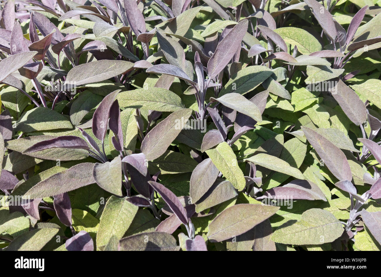 Close up of purple sage growing on an allotment in summer England UK United Kingdom GB Great Britain Stock Photo
